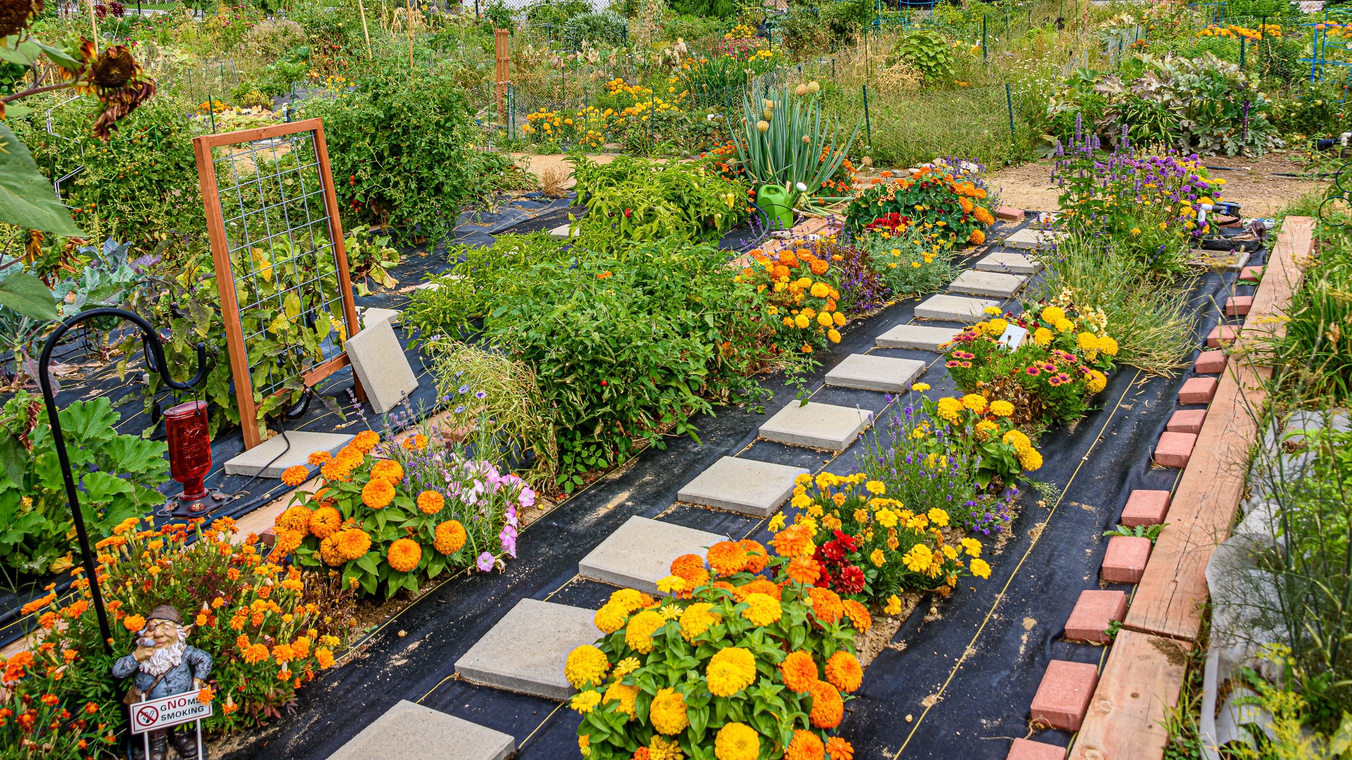 picture of the allotment