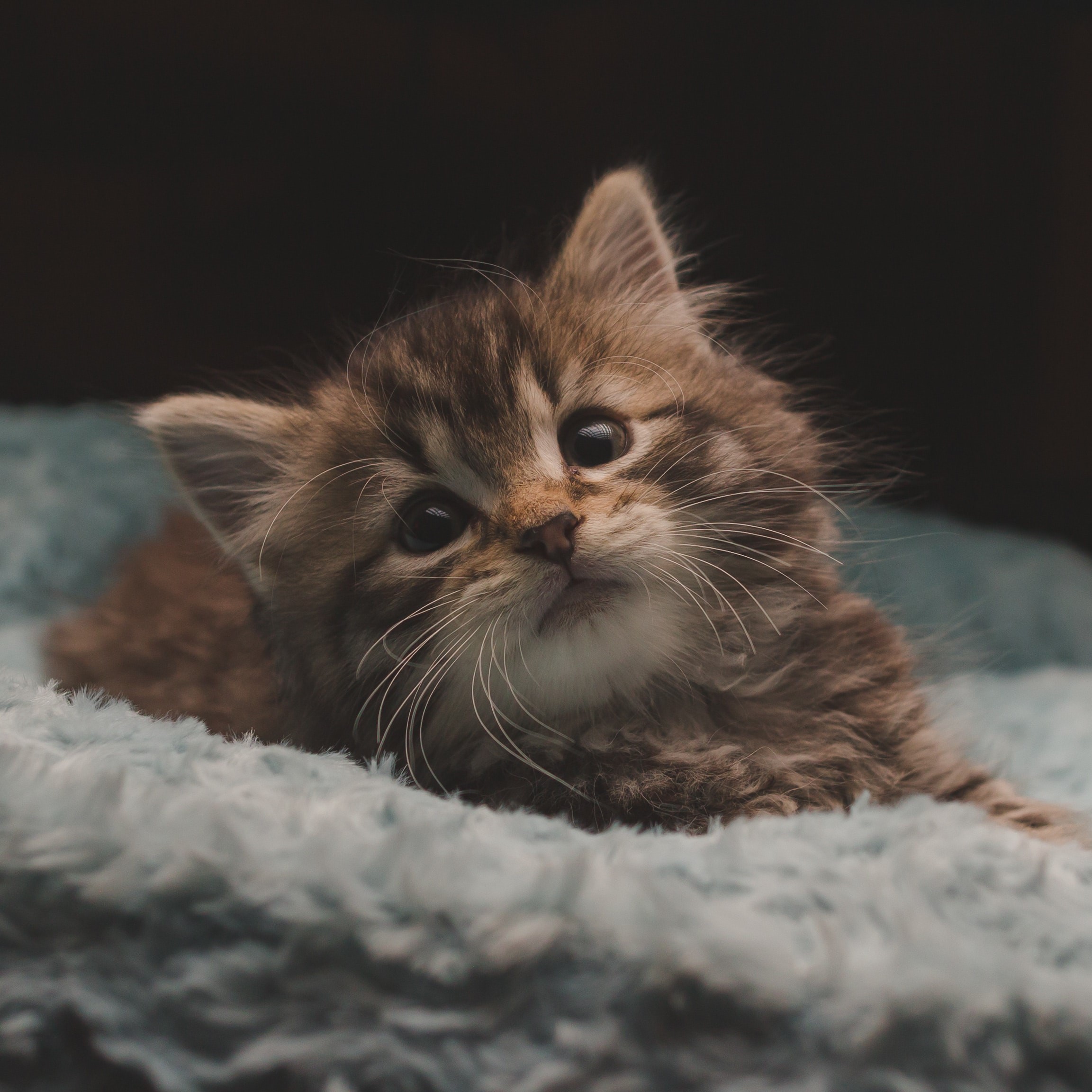 kitten